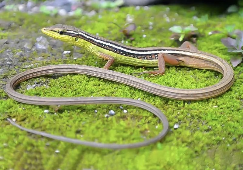 Long-tailed Grass Lizard