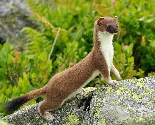 Long-tailed Weasel