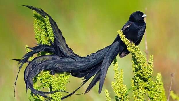 Long-tailed Widowbird