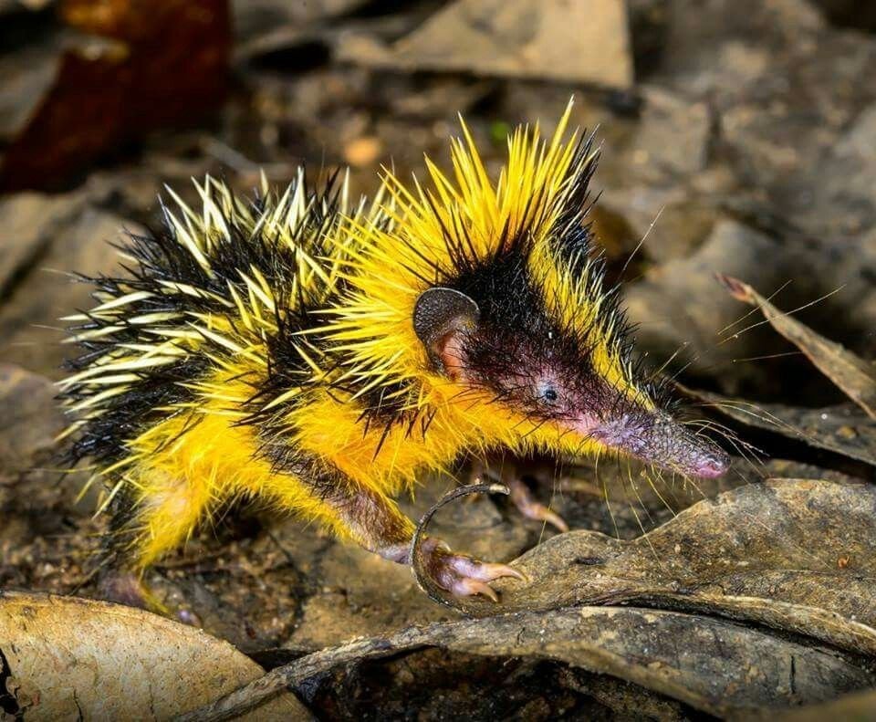 Lowland Streaked Tenrec