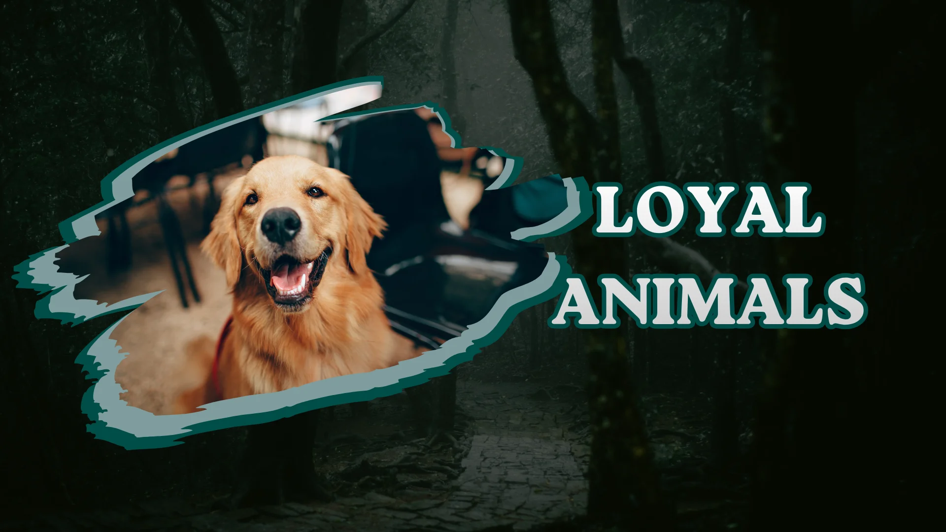 Loyal Animals