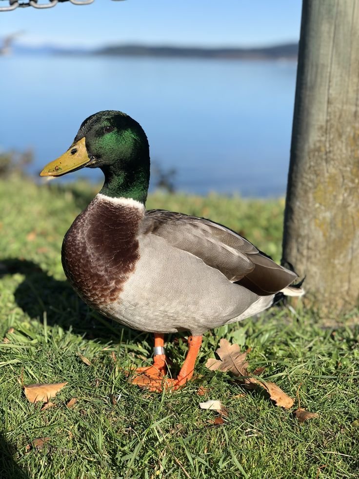 Mallard Duck