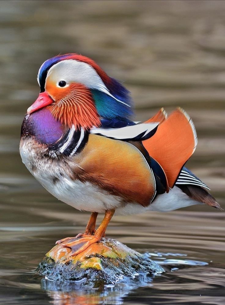 Mandarin Duck