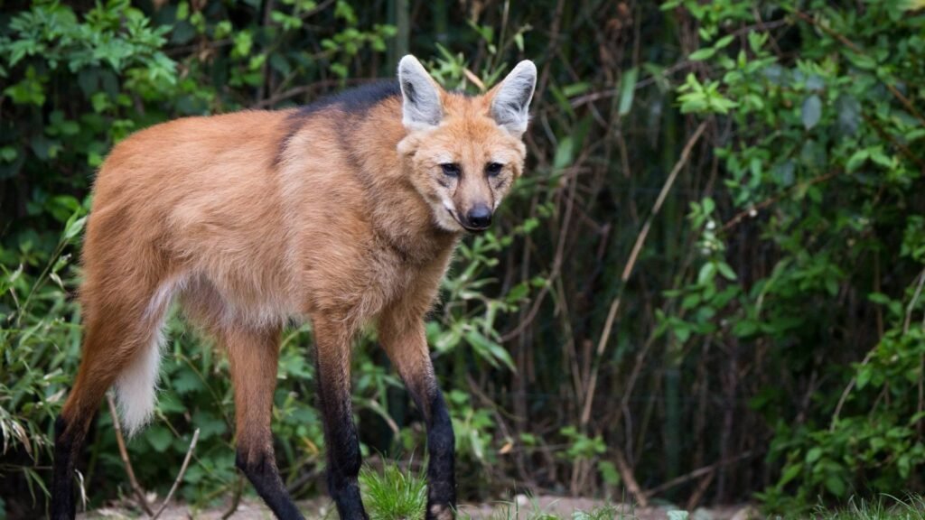 Maned Wolf