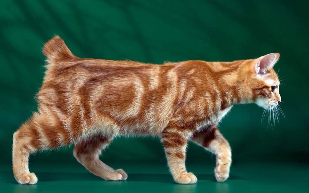 Manx Cat