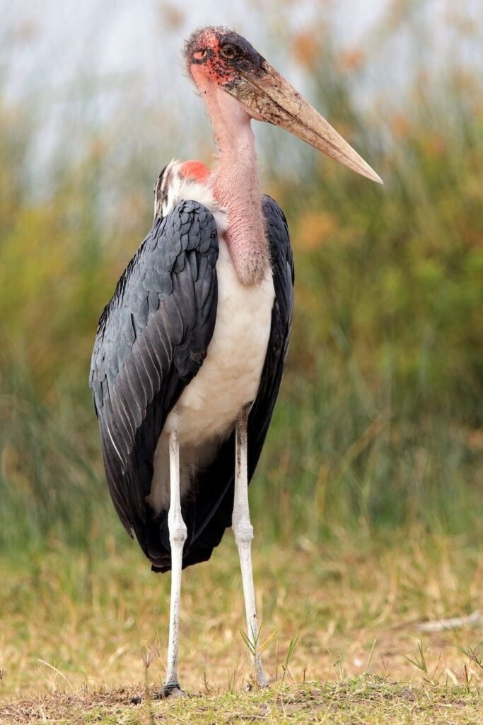 Marabou Stork