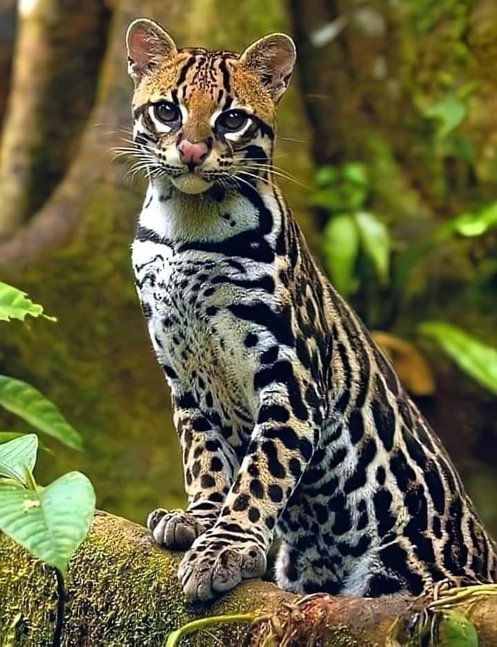 Margay