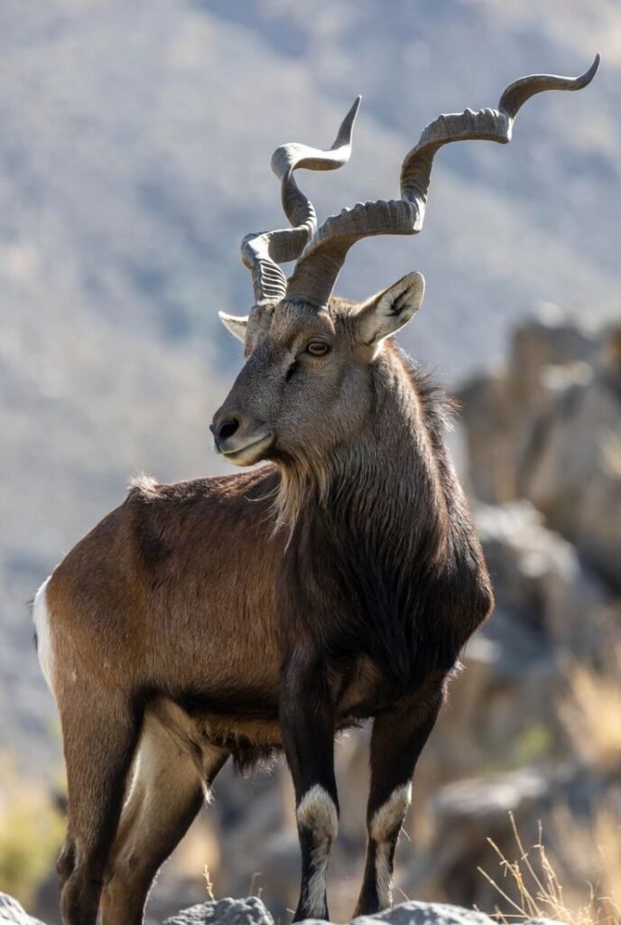 Markhor