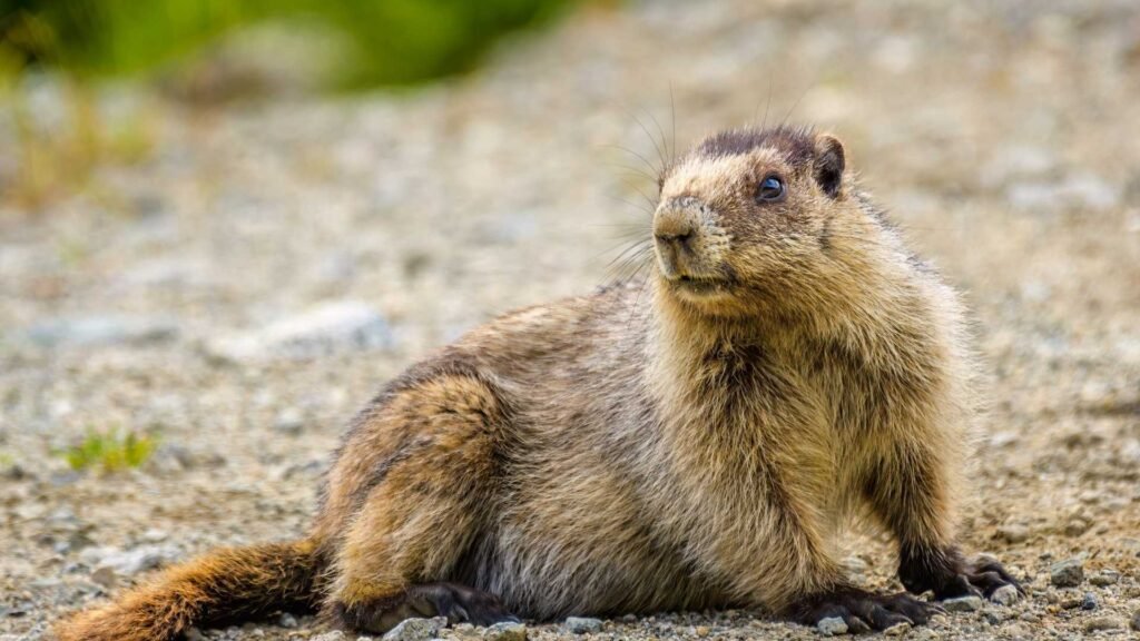 Marmot