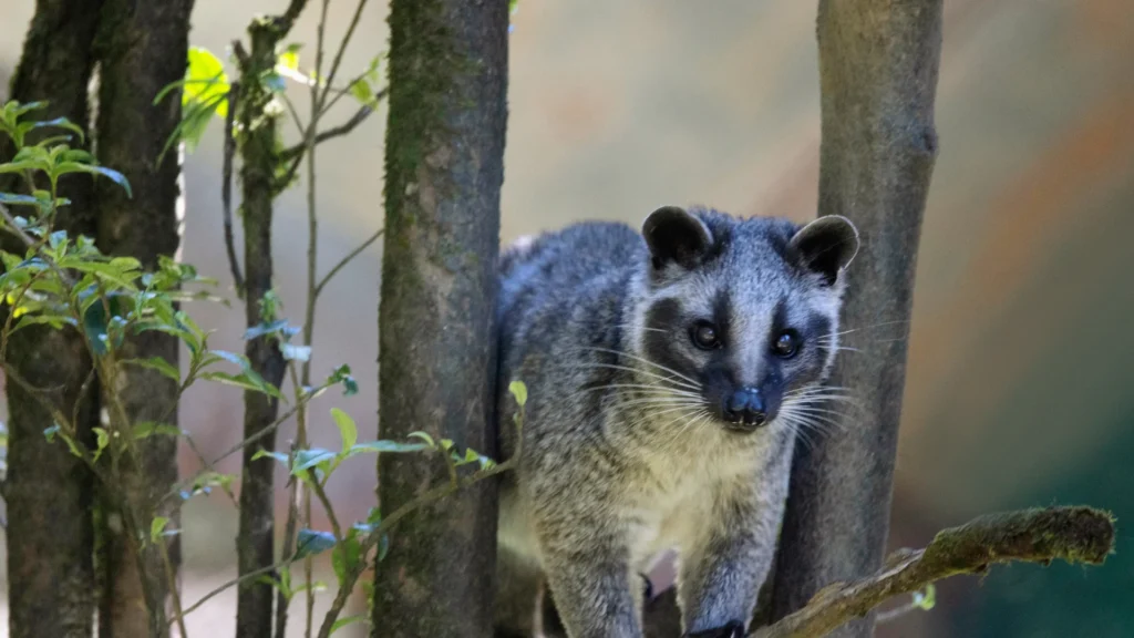 Masked Palm Civet