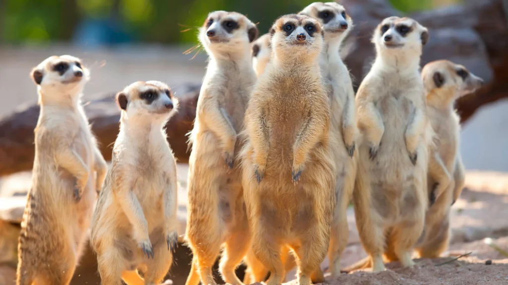 Meerkat
