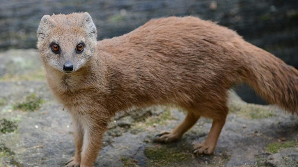 Mongoose