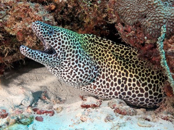 Moray Eel