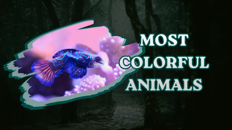 Most Colorful Animals