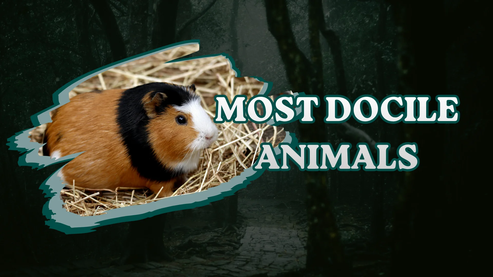Most Docile Animals