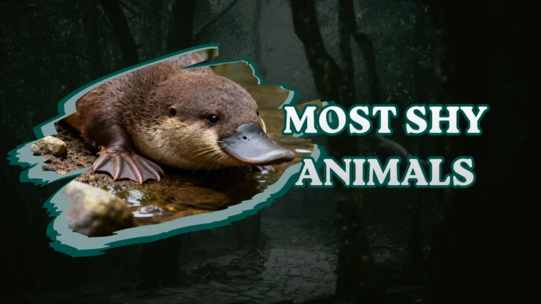 Most Shy Animals