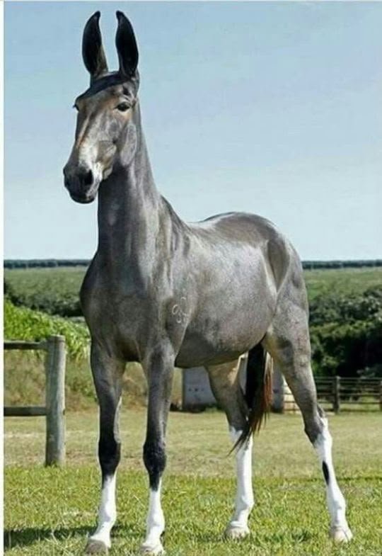 Mule