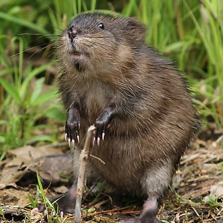 Muskrat