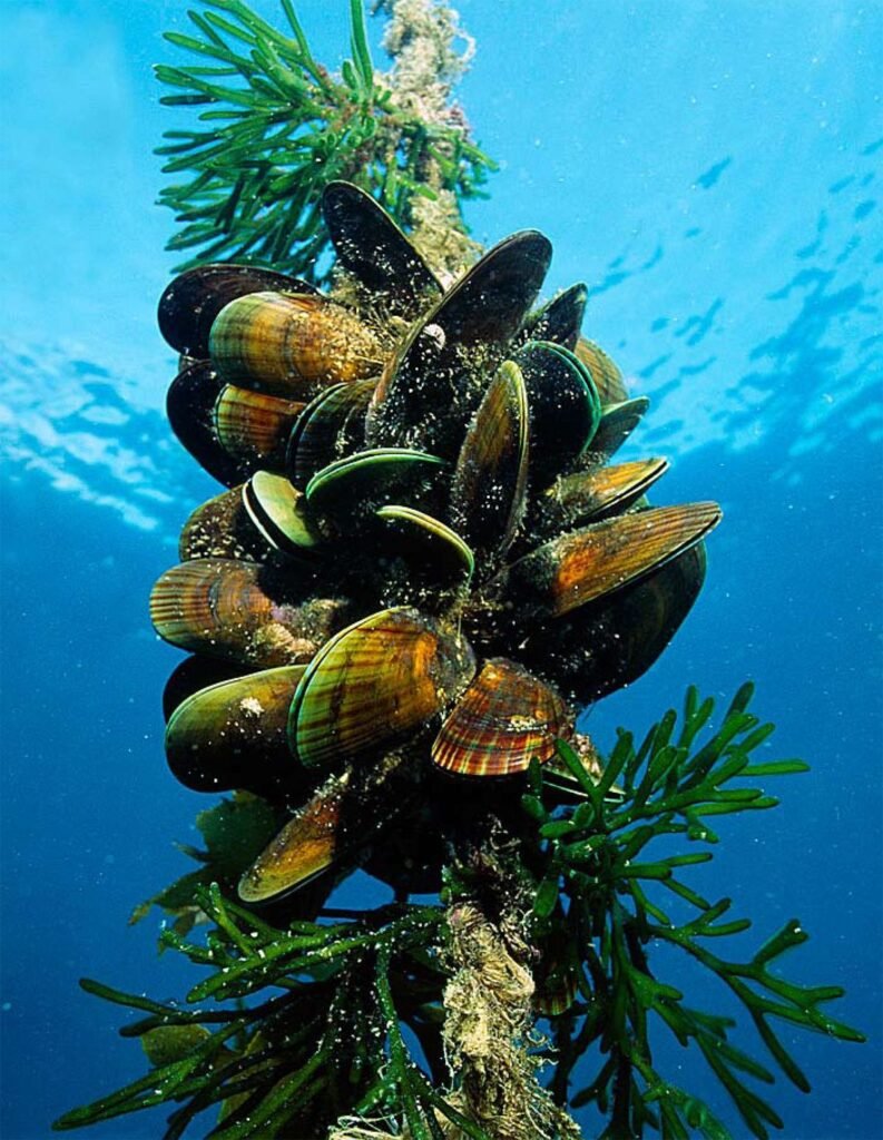 Mussel