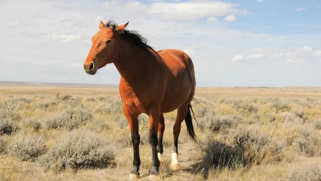 Mustang Horse