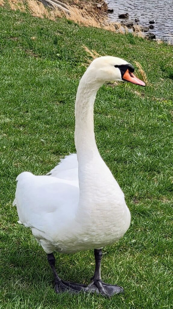 Mute Swan