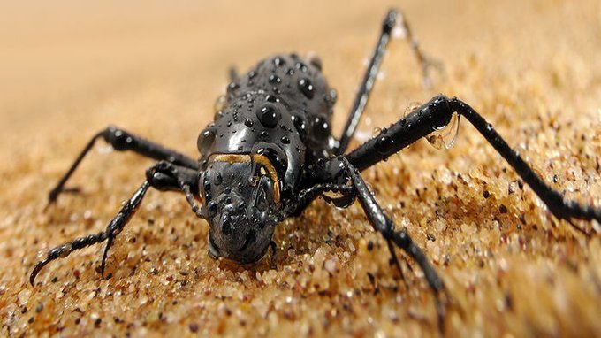 Namib Desert Beetle