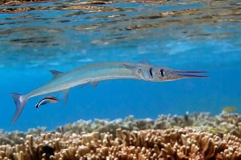 Needlefish