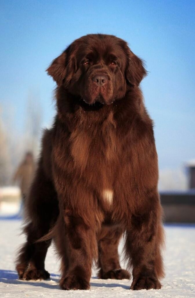 Newfoundland Dog