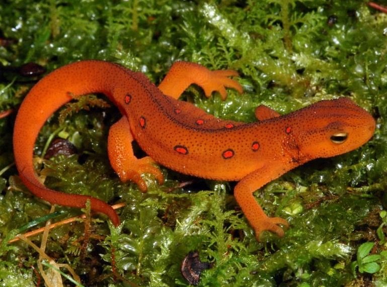 Newt