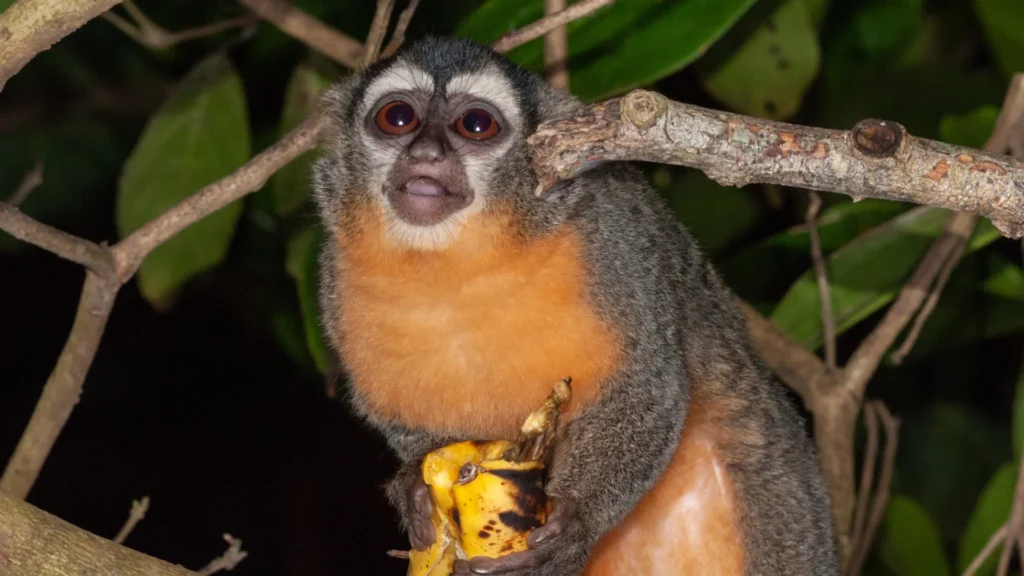 Night Monkey