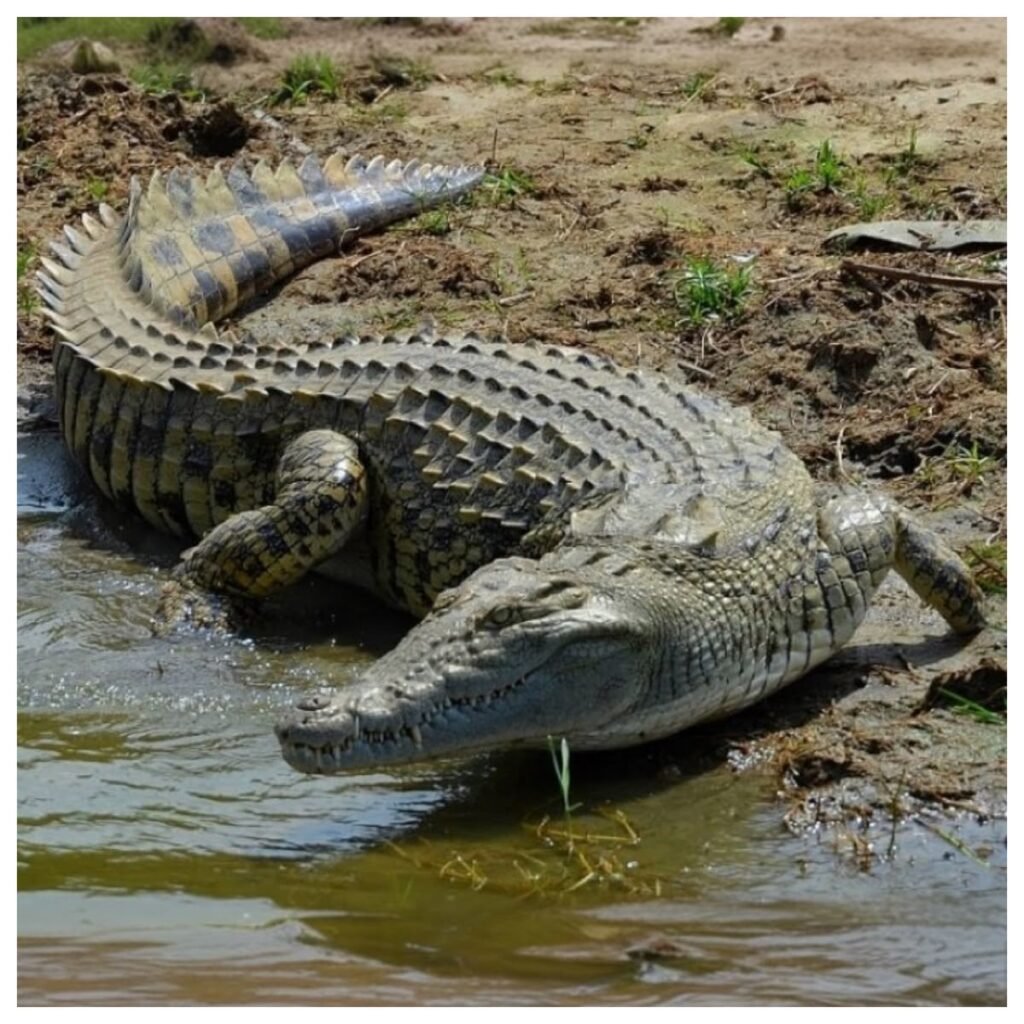 Nile Crocodile