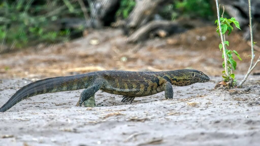 Nile Monitor