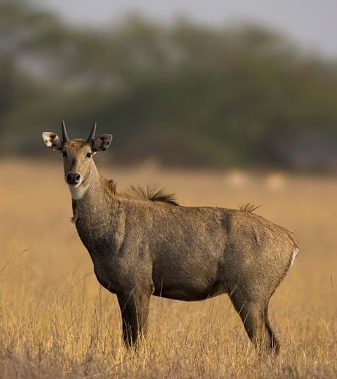 Nilgai