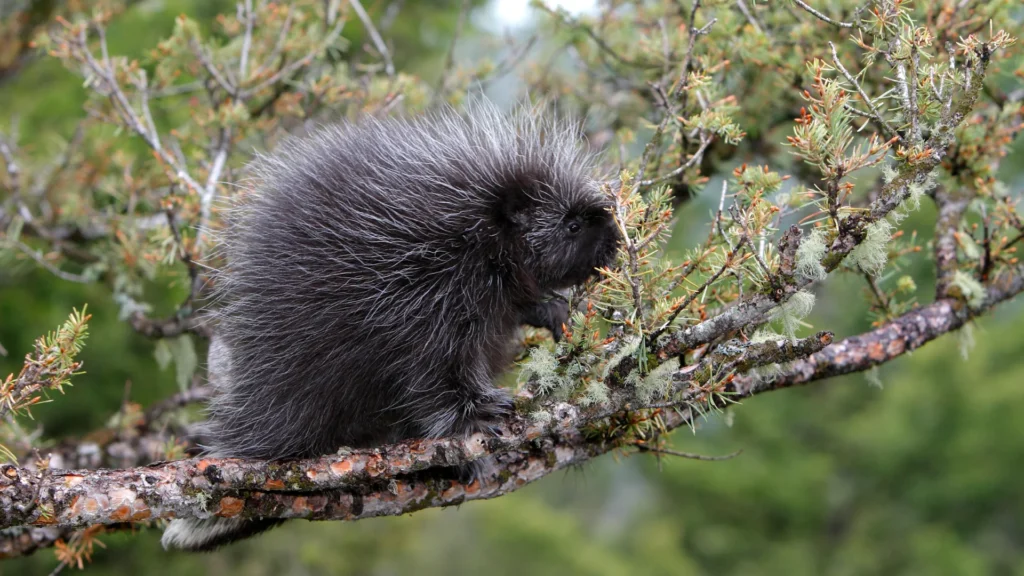North American Porcupine