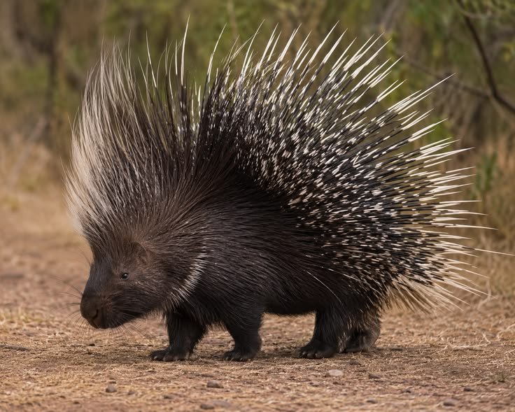 North American Porcupine