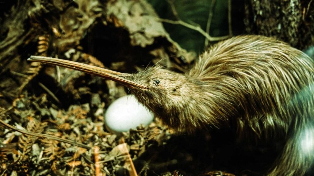 North Island Brown Kiwi
