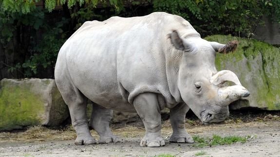 Northern White Rhino