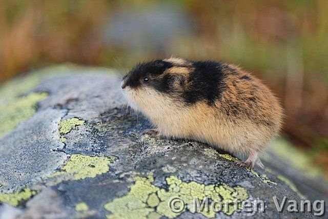 Norway Lemming
