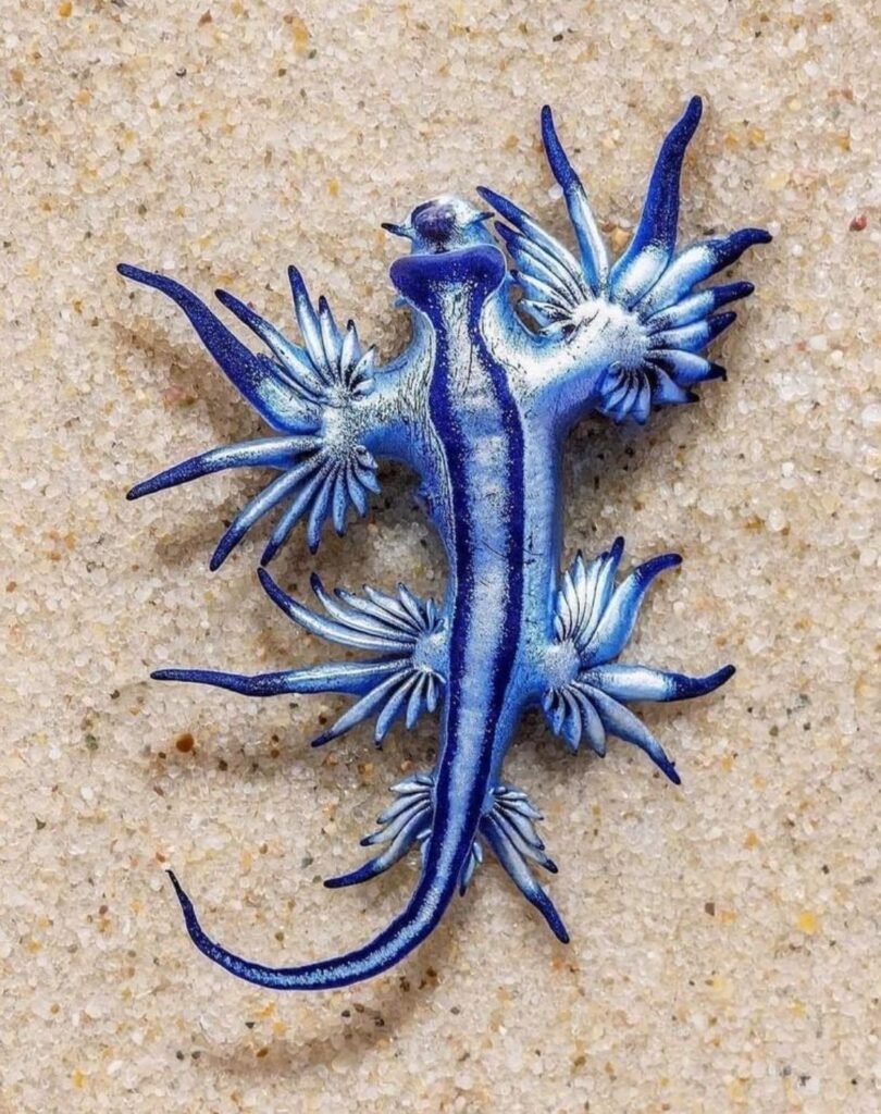 Nudibranch