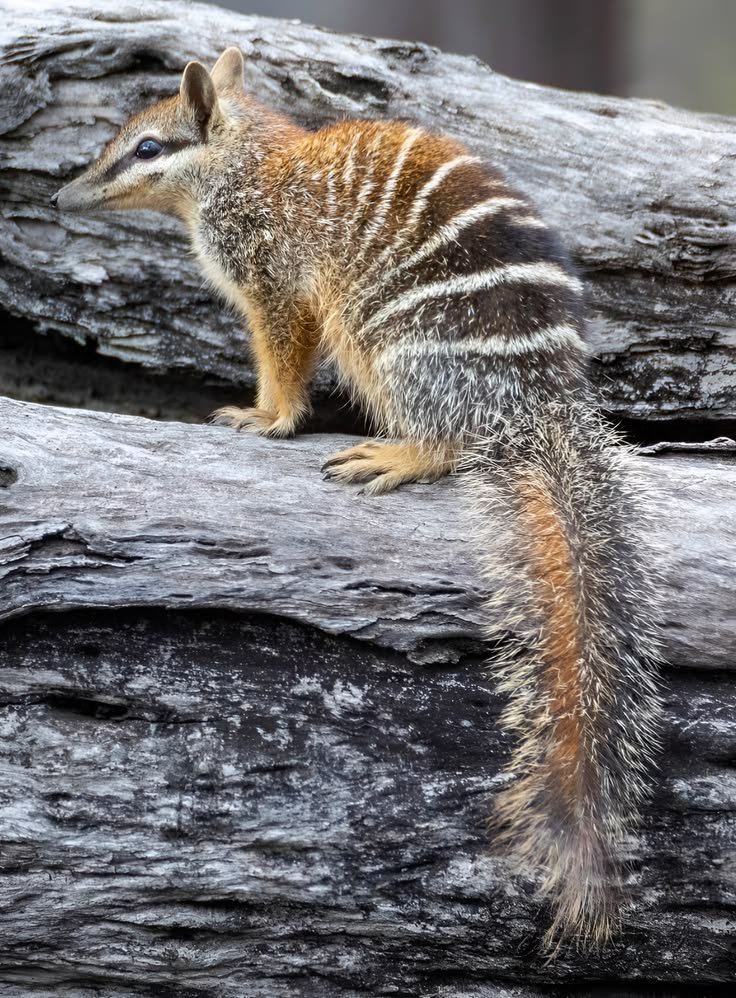 Numbat