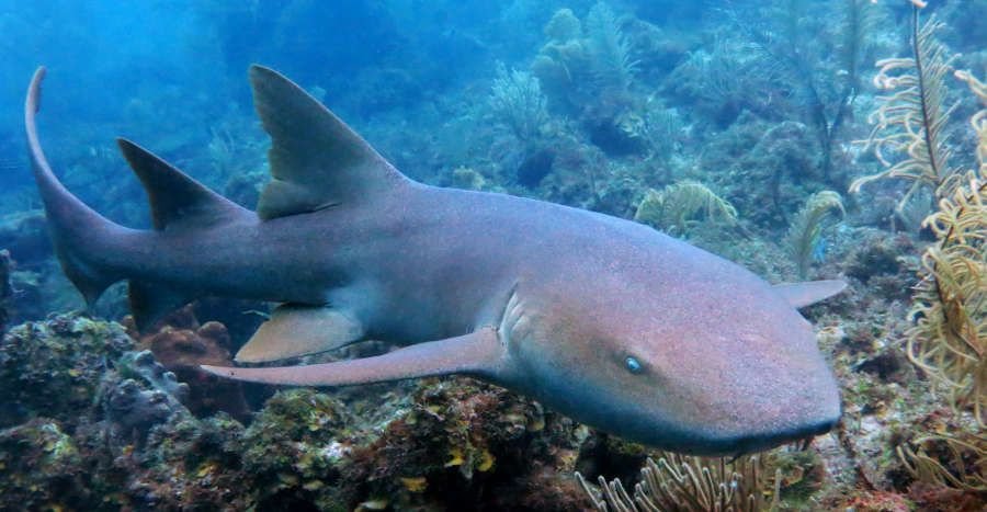 Nurse Shark