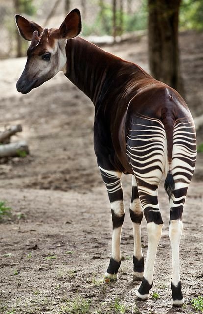 Okapi
