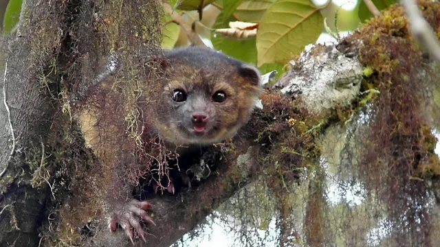 Olinguito