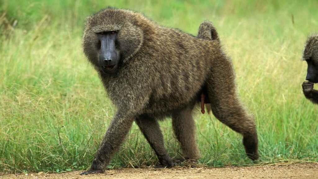 Olive Baboon