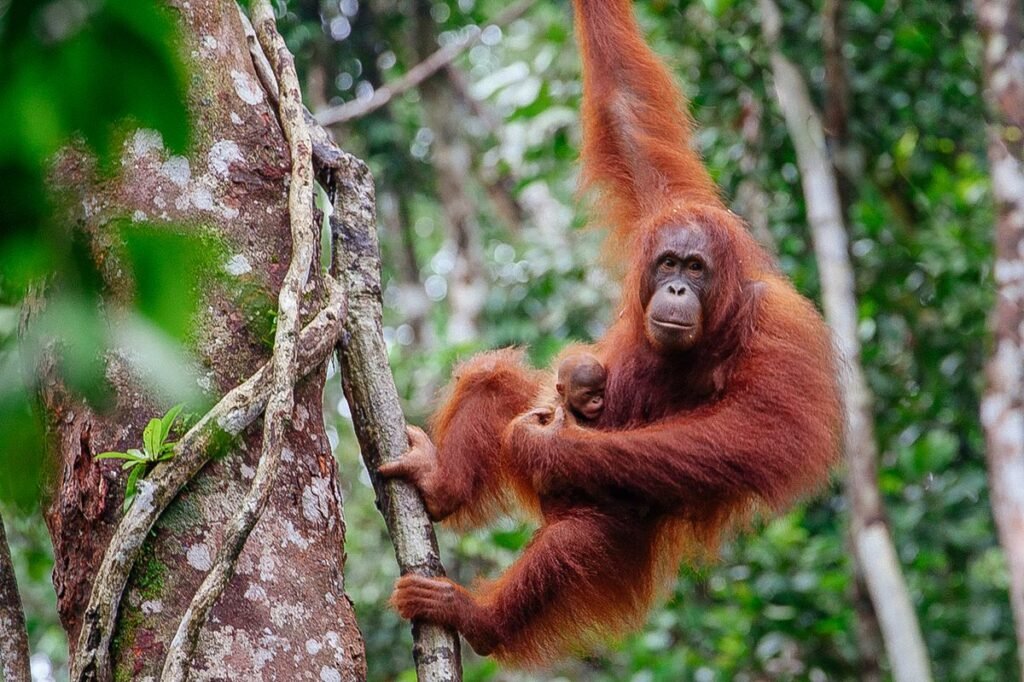 Orangutan