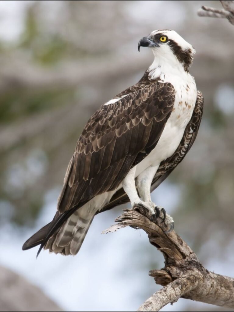 Osprey