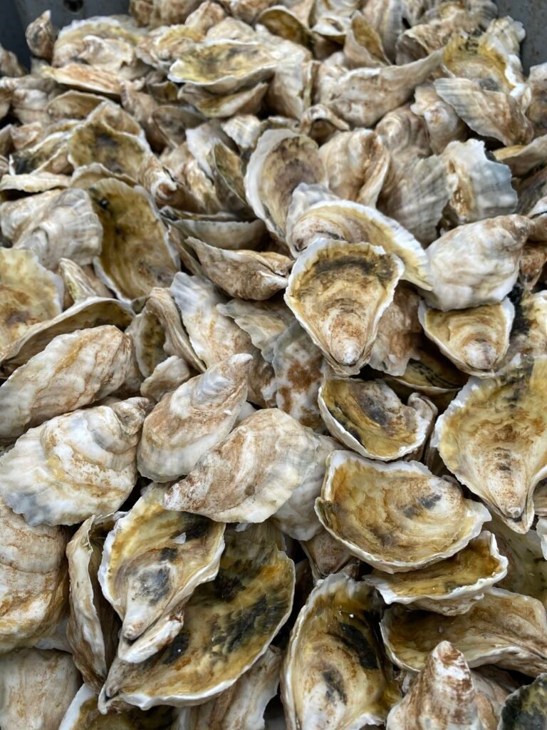 Oyster