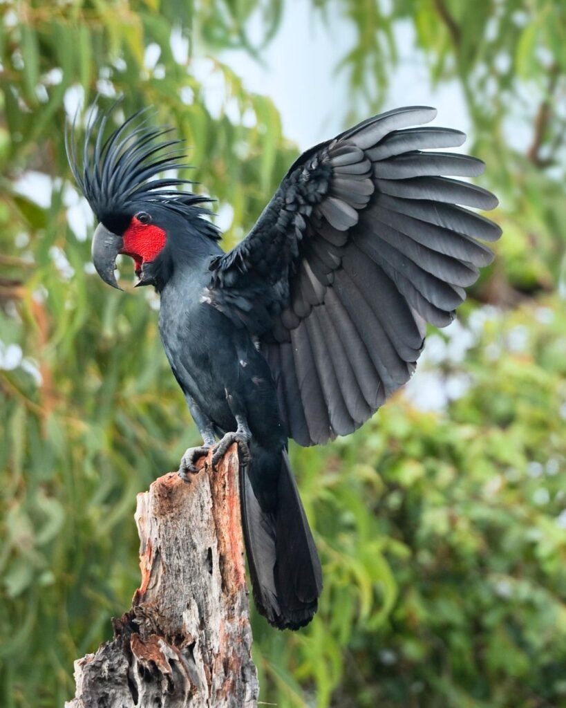 Palm Cockatoo
