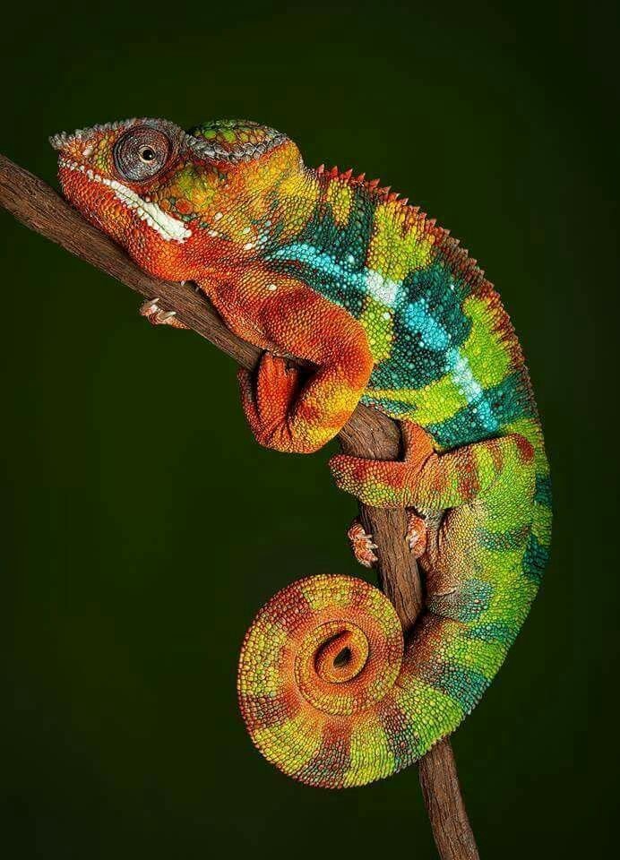 Panther Chameleon