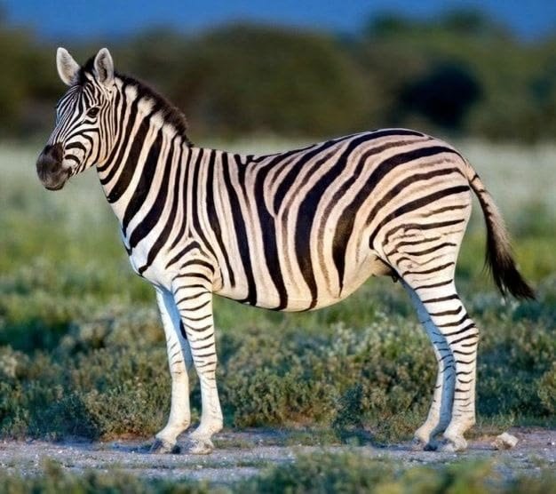 Plains Zebra